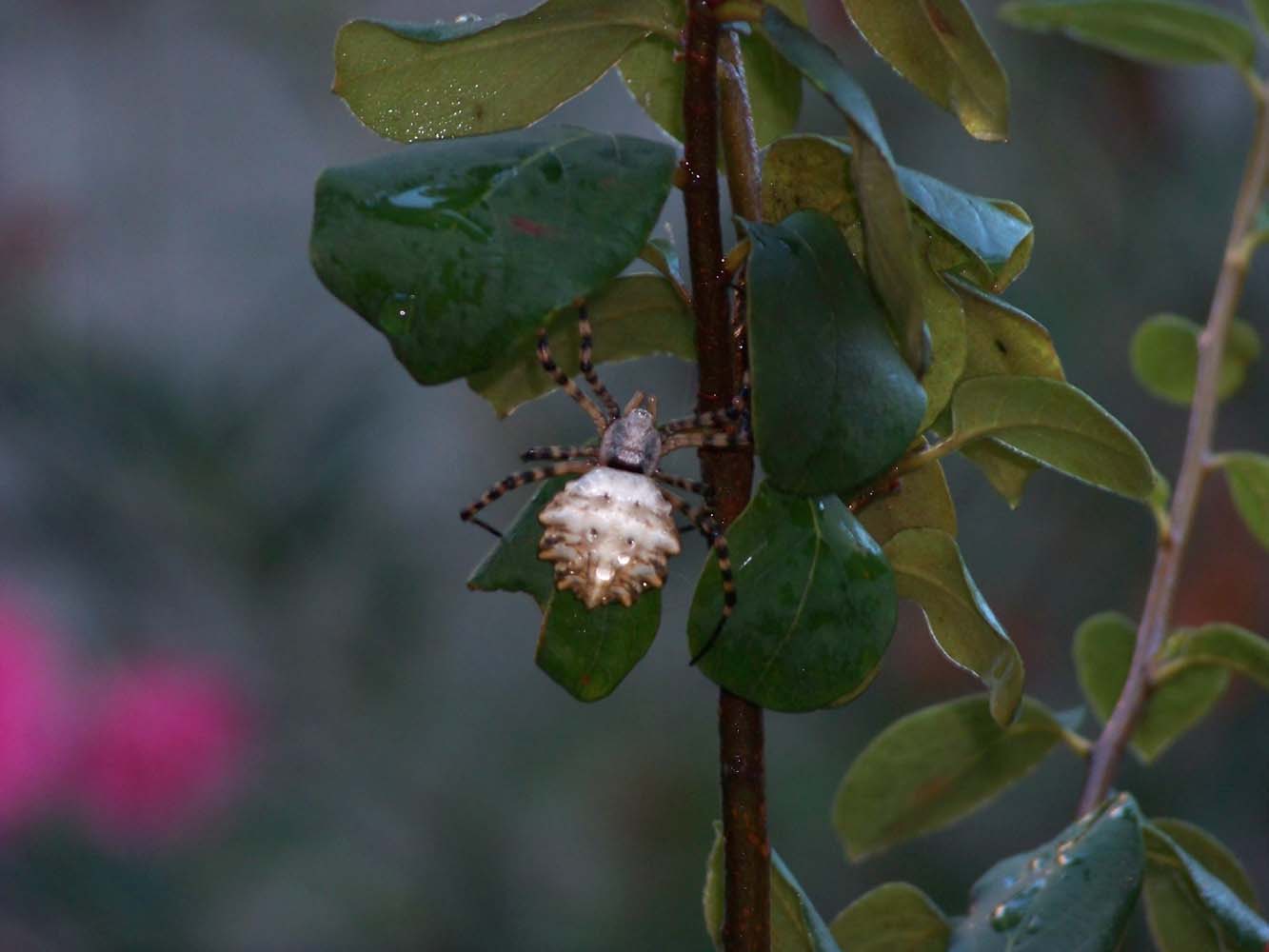 Argiope lobata