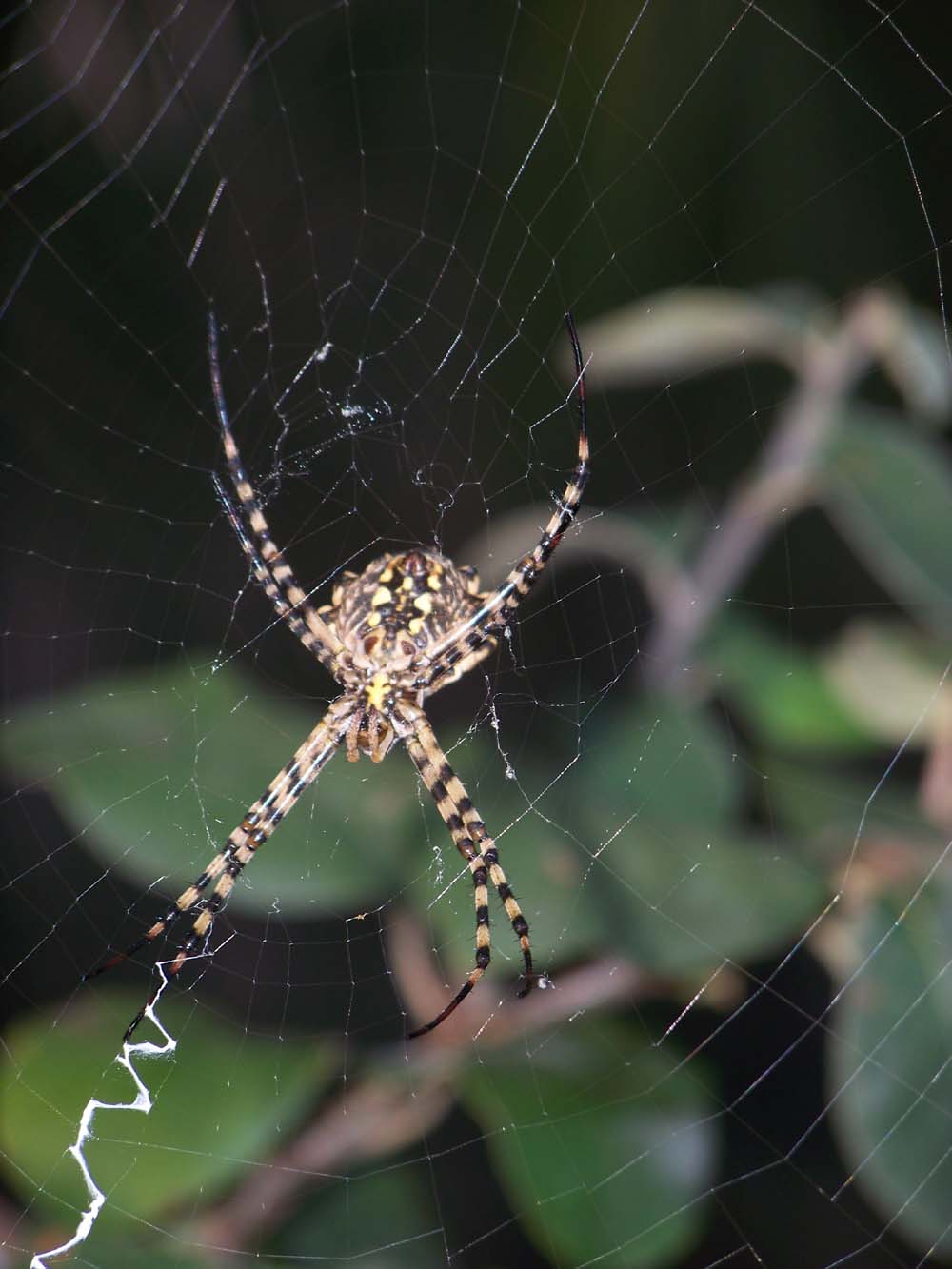 Argiope lobata