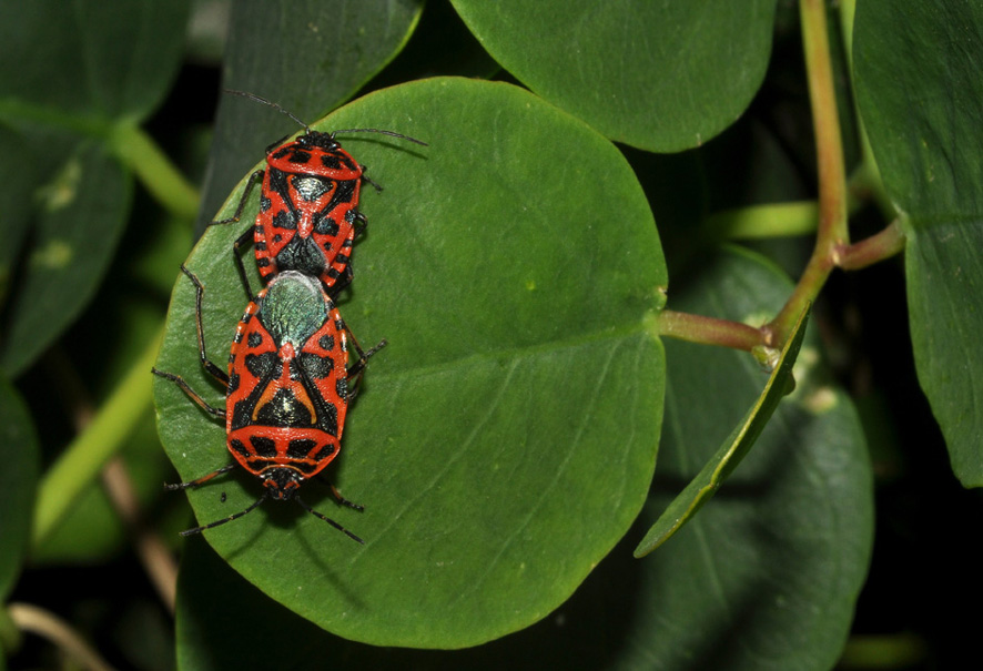 Pentatomidae: Eurydema ventralis della Toscana (AR)