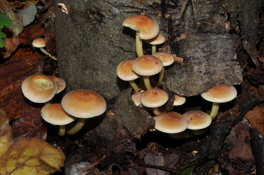 alla base di tronco d''albero tagliato (Hypholoma fasciculare