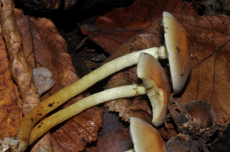 alla base di tronco d''albero tagliato (Hypholoma fasciculare