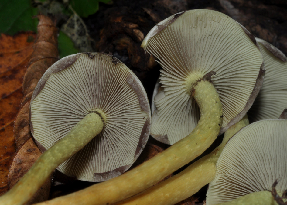 alla base di tronco d''albero tagliato (Hypholoma fasciculare