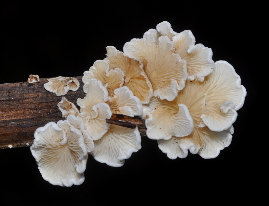 sembrano pop-corn (Crepidotus sp.)