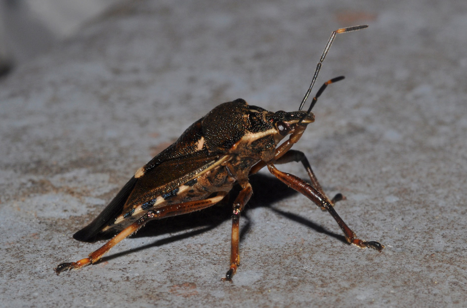 Pentatomidae: Pinthaeus sanguinipes di Settimo Milanese