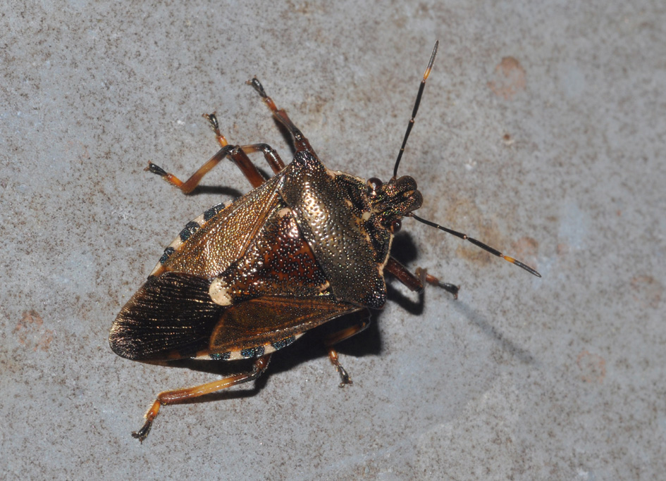 Pentatomidae: Pinthaeus sanguinipes di Settimo Milanese