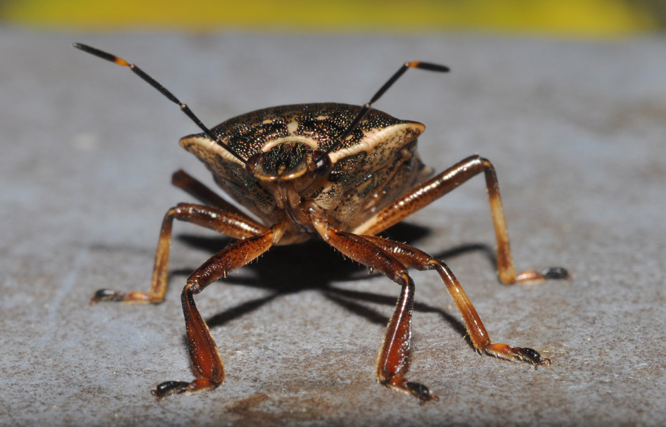 Pentatomidae: Pinthaeus sanguinipes di Settimo Milanese