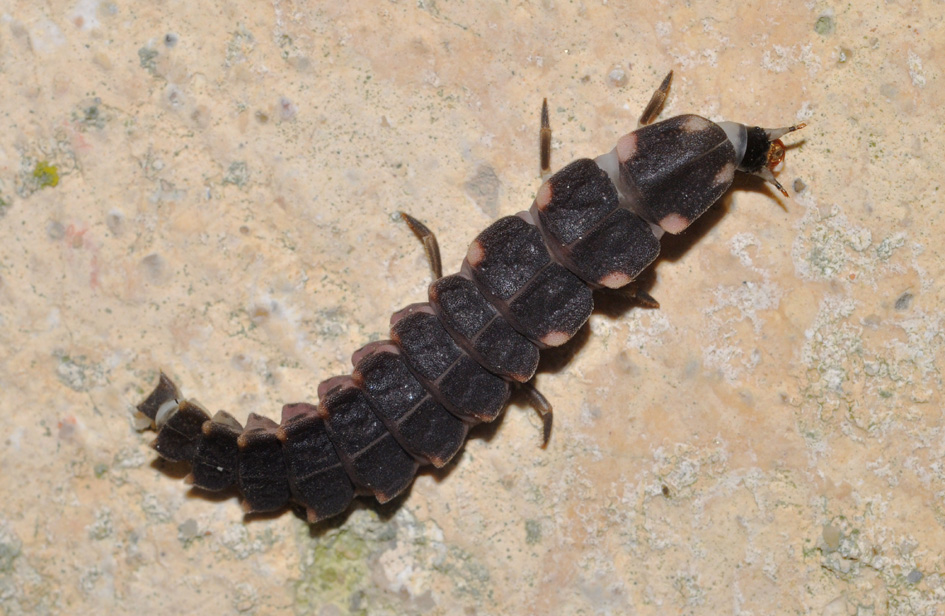 larva di Lampyris sp., Lampyridae