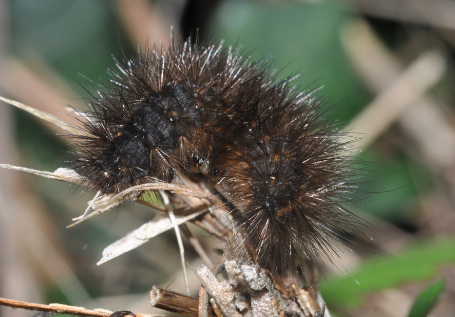 Arctiidae: conferma ID bruco