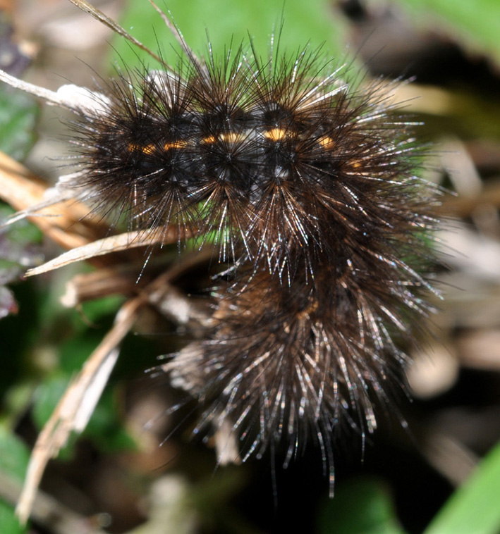 Arctiidae: conferma ID bruco