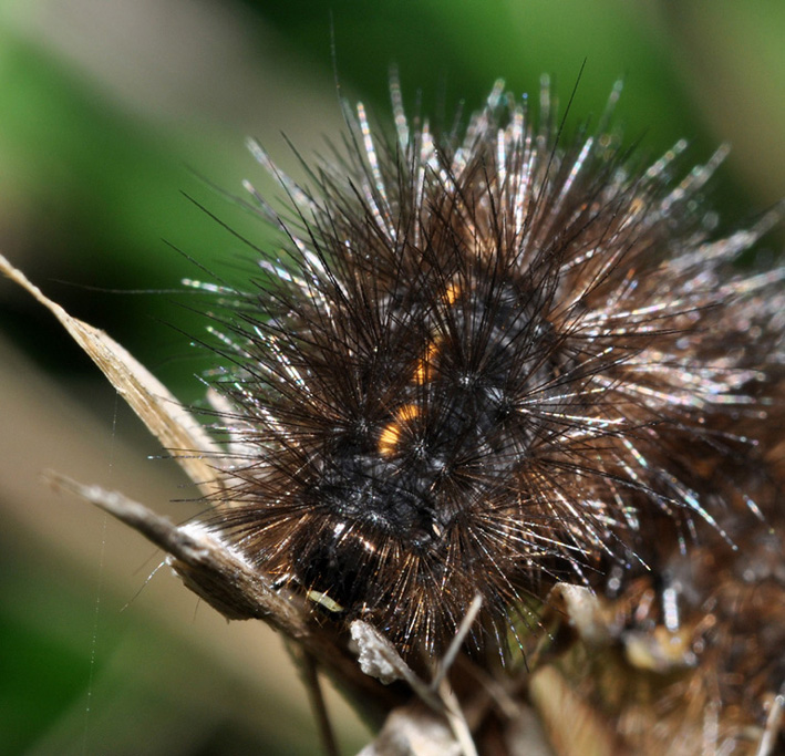 Arctiidae: conferma ID bruco