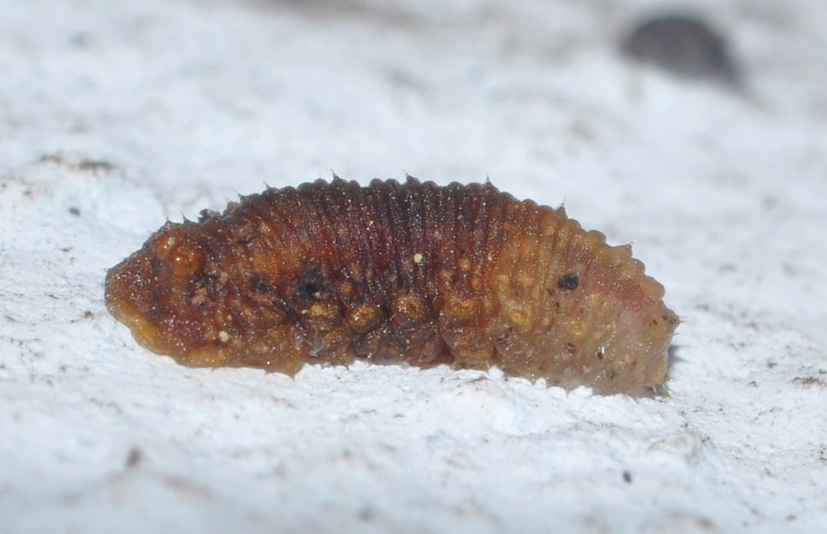 larva da ID