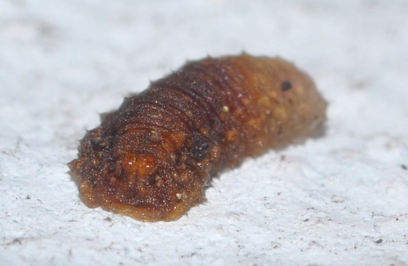 larva da ID