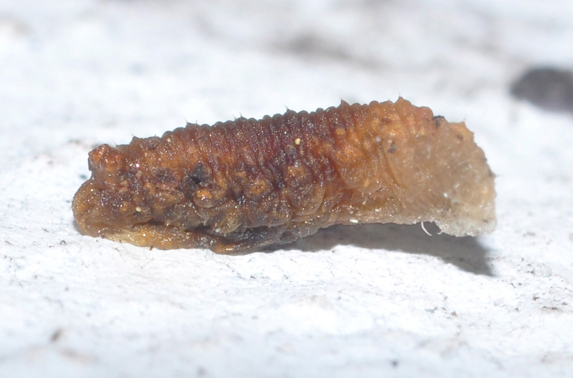 larva da ID