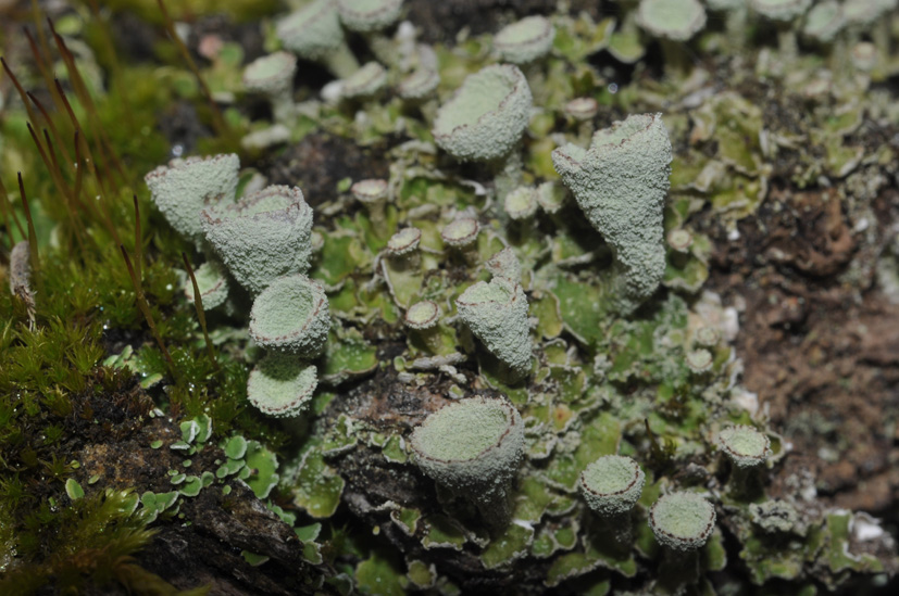 Cladonia sp. - aiuto id