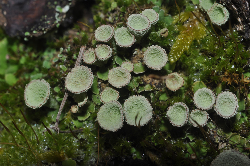 Cladonia sp. - aiuto id