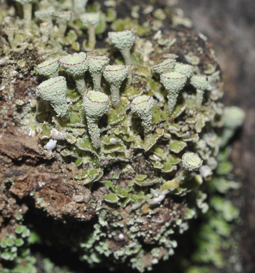 Cladonia sp. - aiuto id