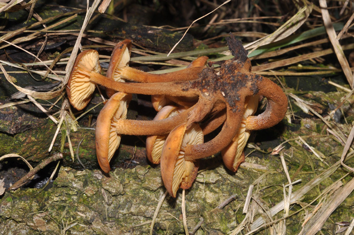 piccoli funghi cespitosi...