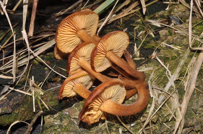 piccoli funghi cespitosi...