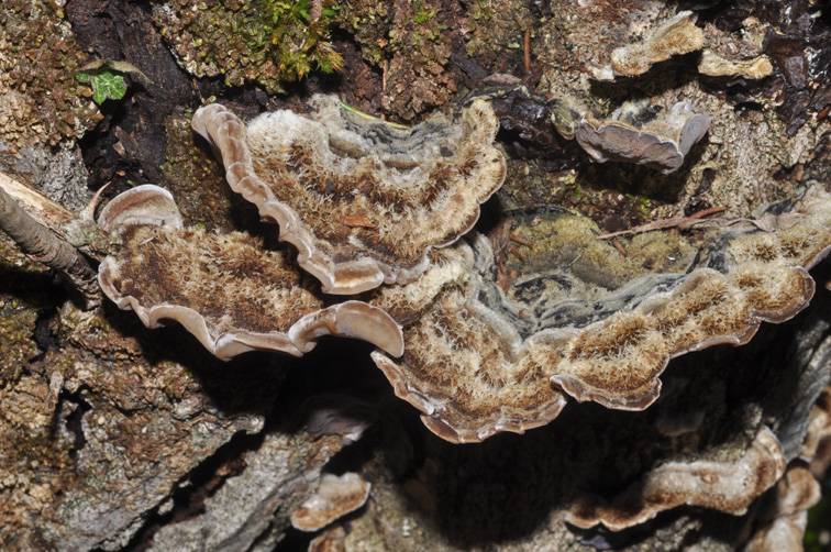 Auricularia mesenterica?