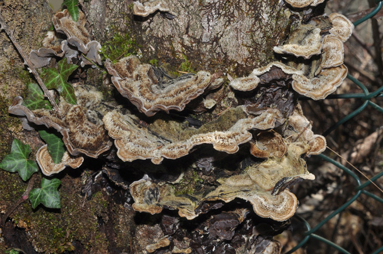 Auricularia mesenterica?