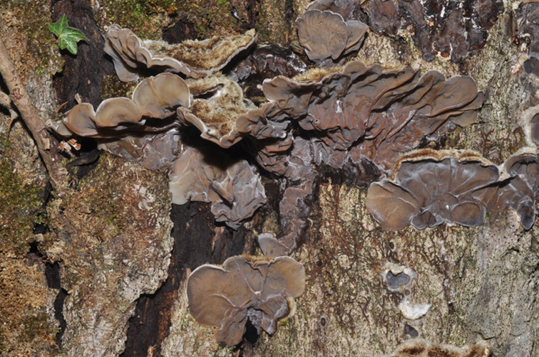 Auricularia mesenterica?