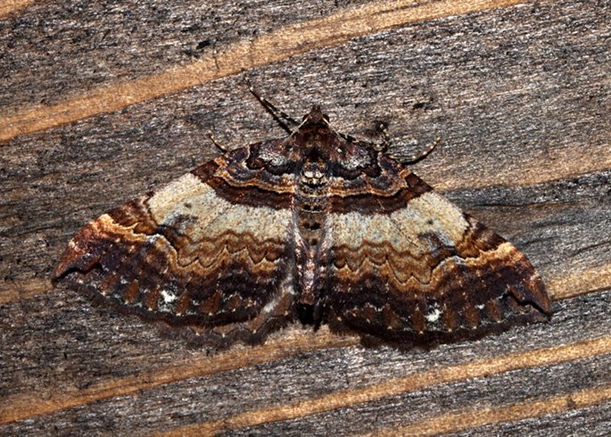 Earophila badiata