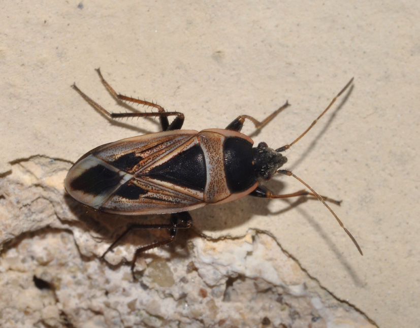 Lygaeidae: Rhyparochromus (Xant.) saturnius della Toscana