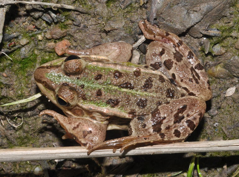 aiuto id - Pelophylax sp. (Lombardia)