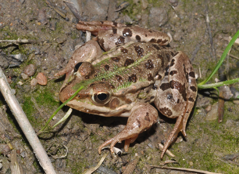 aiuto id - Pelophylax sp. (Lombardia)