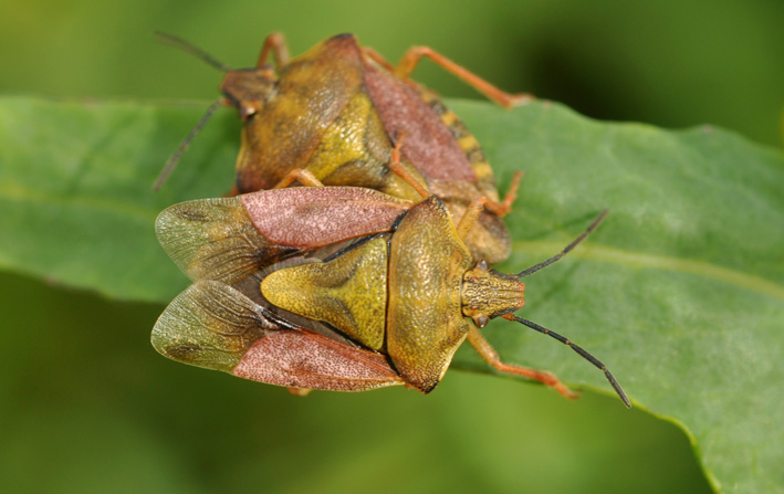 Carpocoris purpureipennis