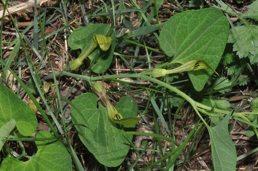 Aristolochia pallida Willd. / Aristolochia pallida