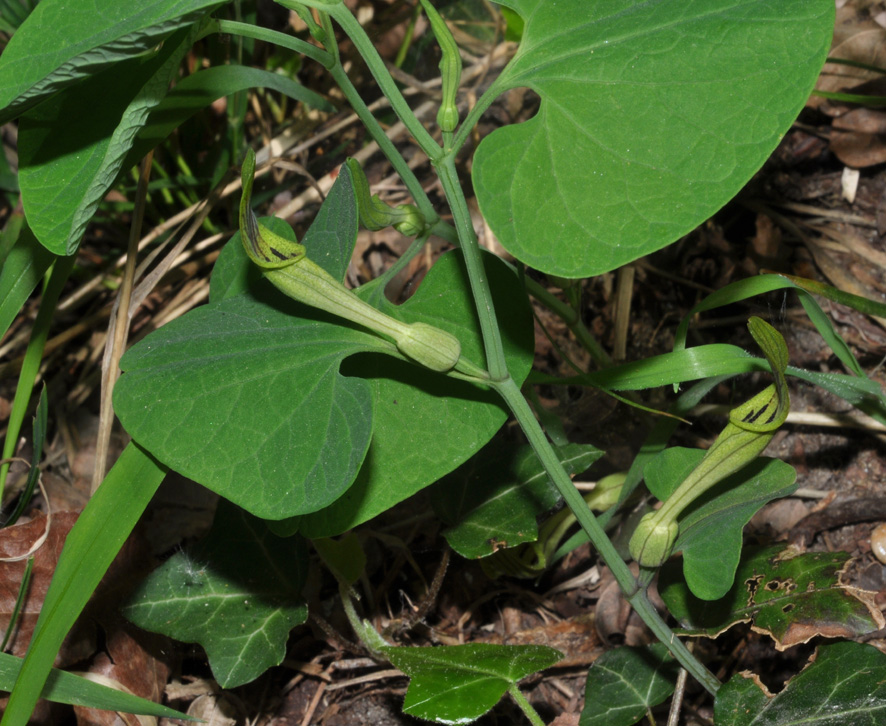 Aristolochia pallida Willd. / Aristolochia pallida