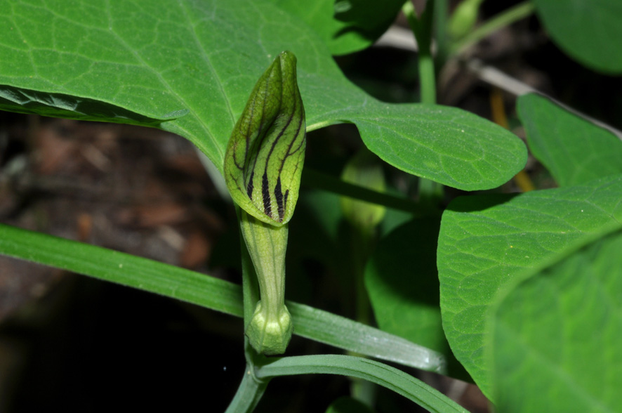 Aristolochia pallida Willd. / Aristolochia pallida