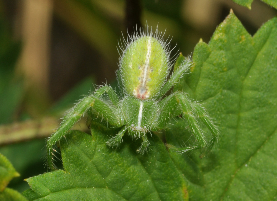 Heriaeus mellottei