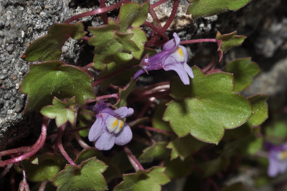 Cymbalaria muralis / Ciombolino comune