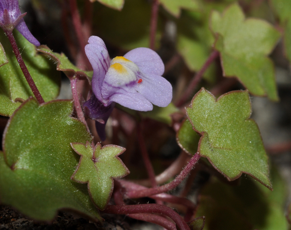 Cymbalaria muralis / Ciombolino comune