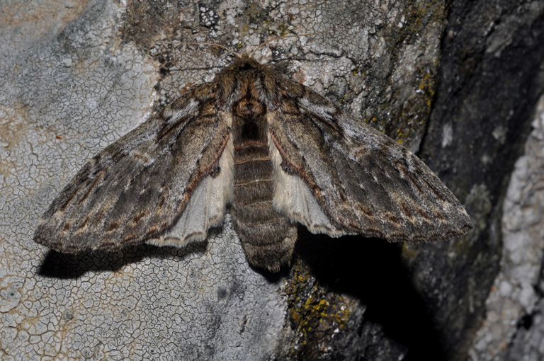 Noctuidae: aiuto id (1) - Peridea anceps (Notodontidae)