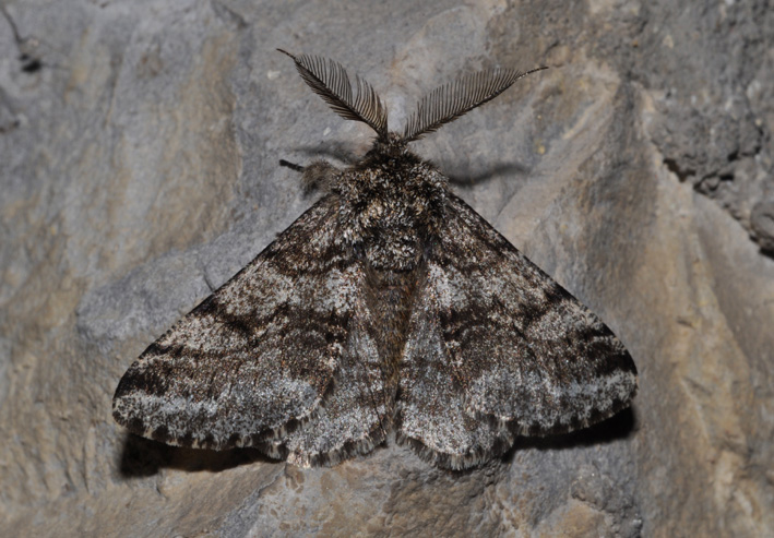 Noctuidae: aiuto id (3)