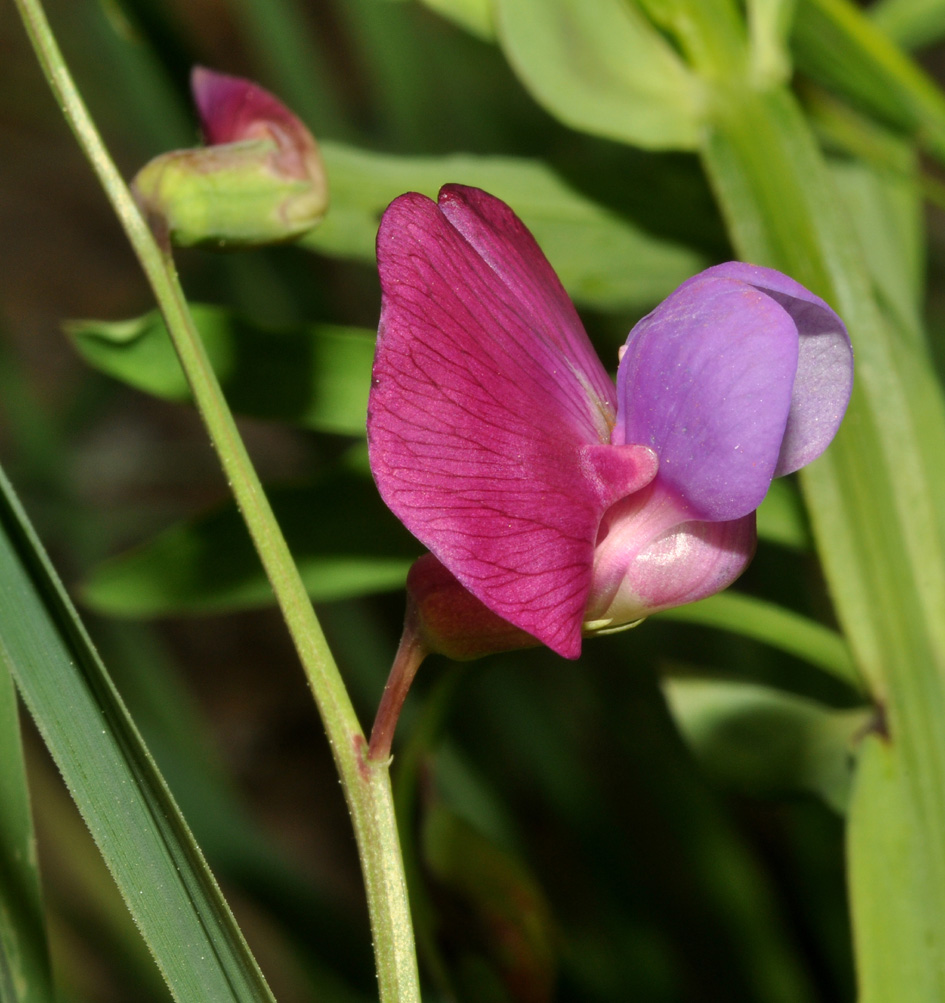 Lathyrus clymenum e Lathyrus sp.