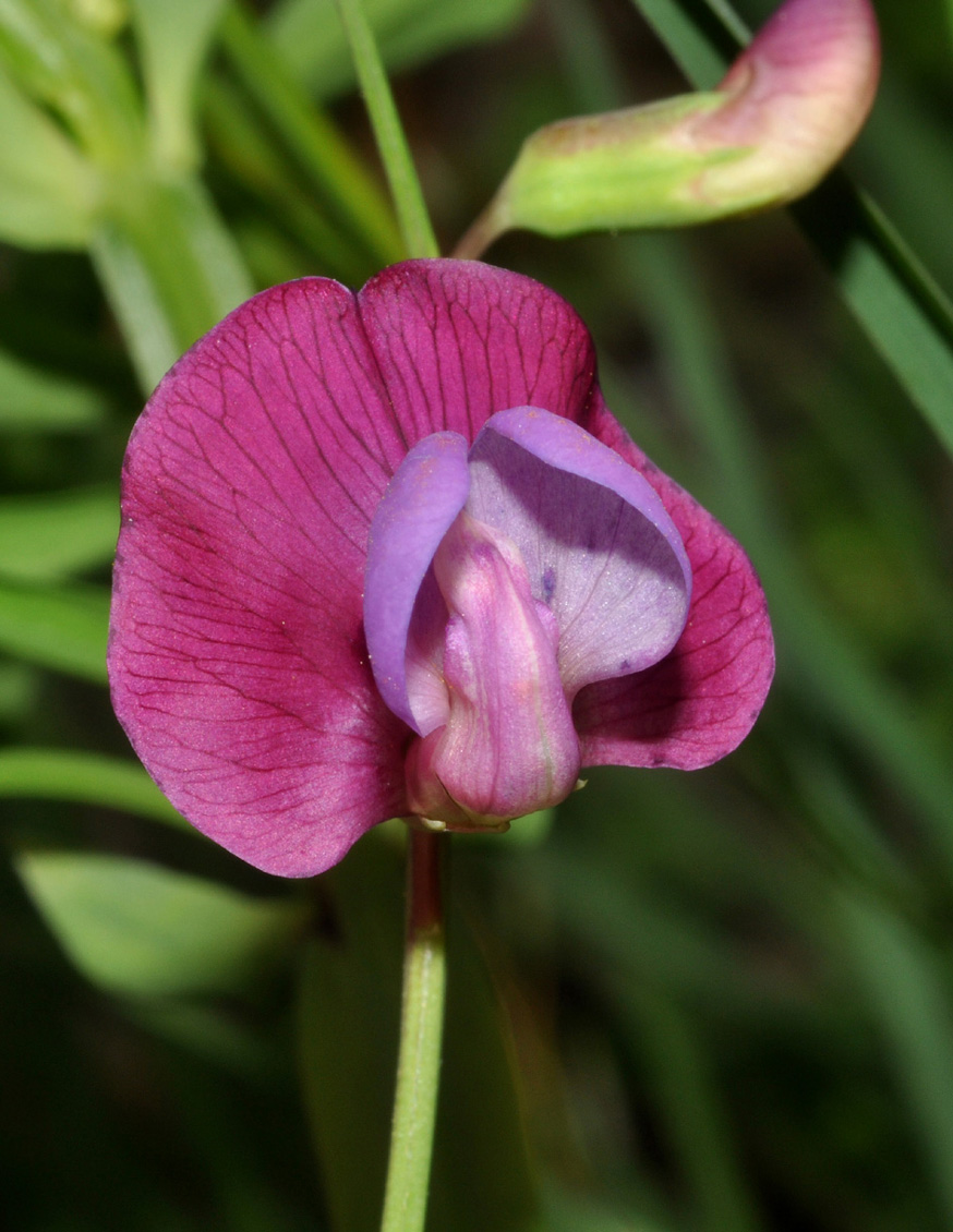 Lathyrus clymenum e Lathyrus sp.