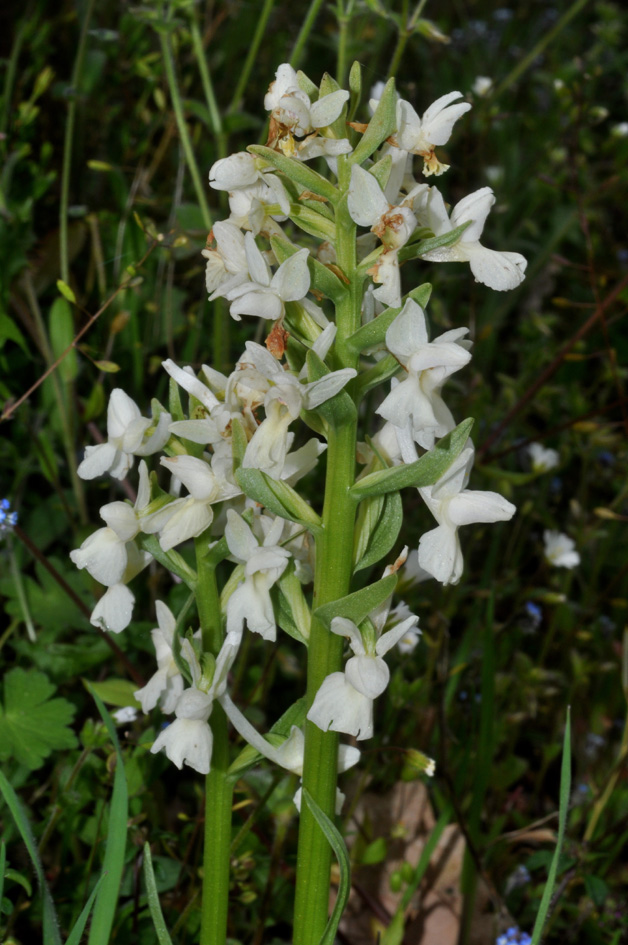 conferma per Dactylorhiza