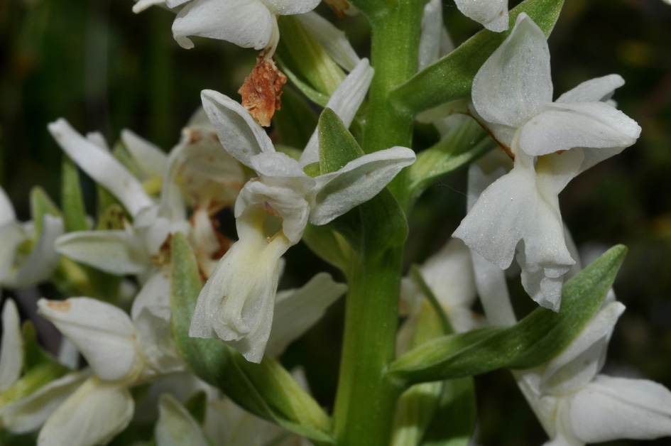 conferma per Dactylorhiza