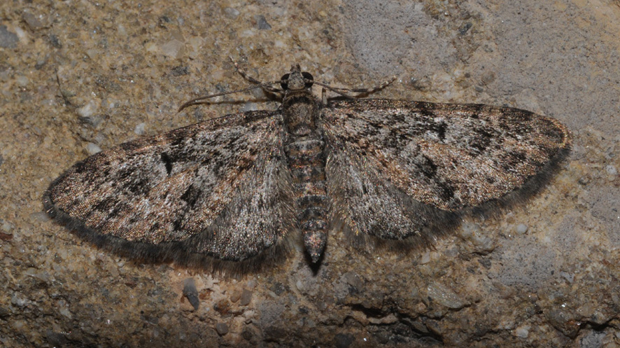 Geometridae: aiuto id (1)