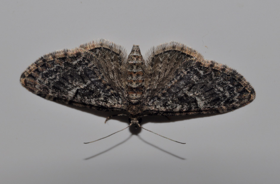 Geometridae: aiuto id (2)