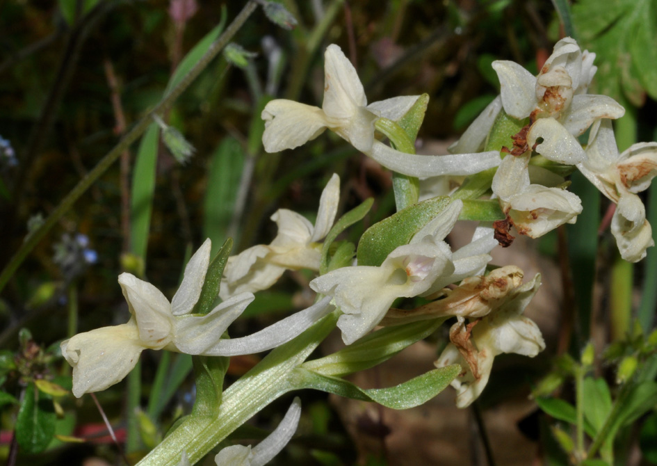 conferma per Dactylorhiza