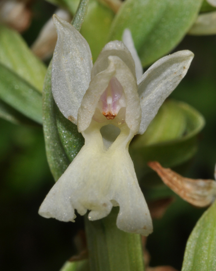 conferma per Dactylorhiza