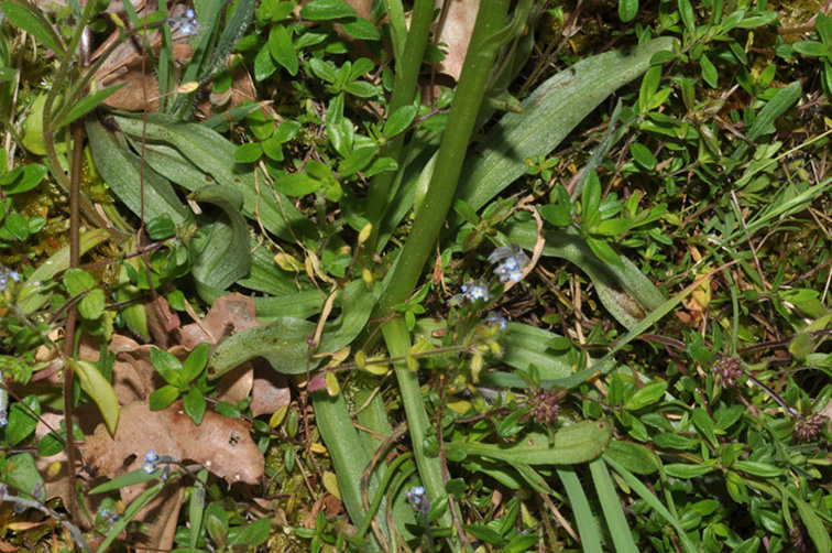 conferma per Dactylorhiza