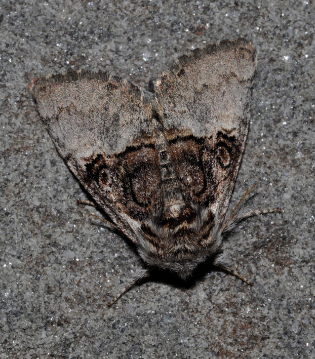 Noctuidae: aiuto id (2)