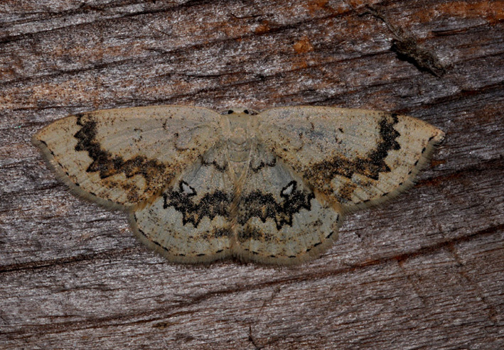 Geometridae: aiuto id