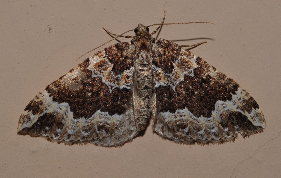 Geometridae: Lampropteryx suffumata